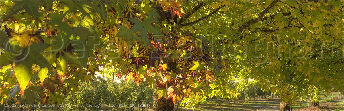 Peter Bellingham Photography Into the Light - VIC (PBH4 00 13221)